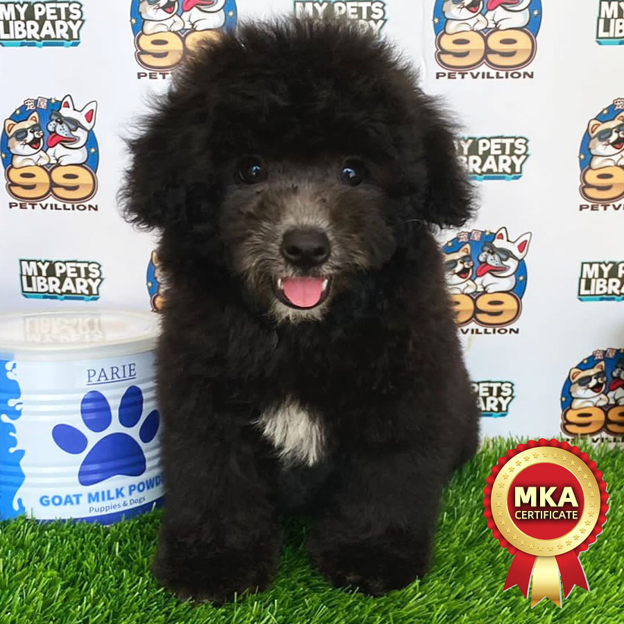 MKA Toy Poodle Puppy (Male) For Sale