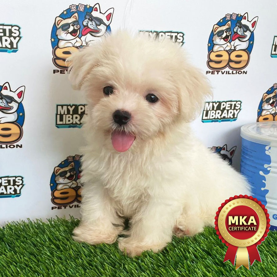 MKA Tiny Maltese Puppy (Male) For Sale