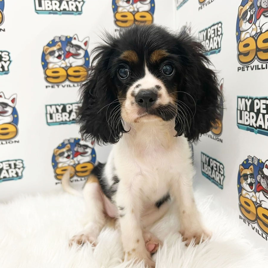 Cavalier King Chales Spaniel Puppy (Female) For Sale