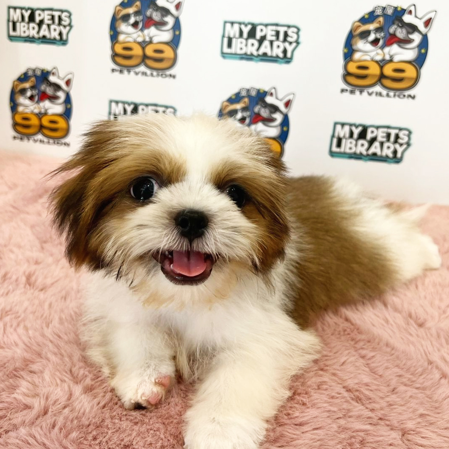 Shih Tzu Puppy (Male) For Sale