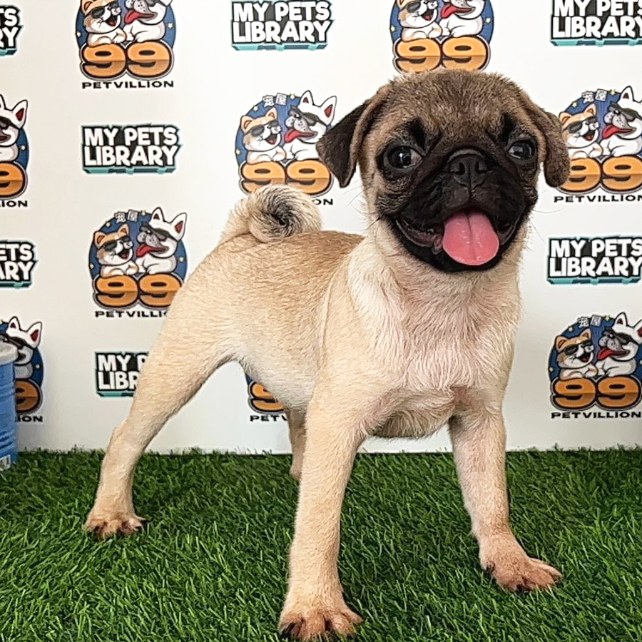 Pug Puppy (Female) For Sale