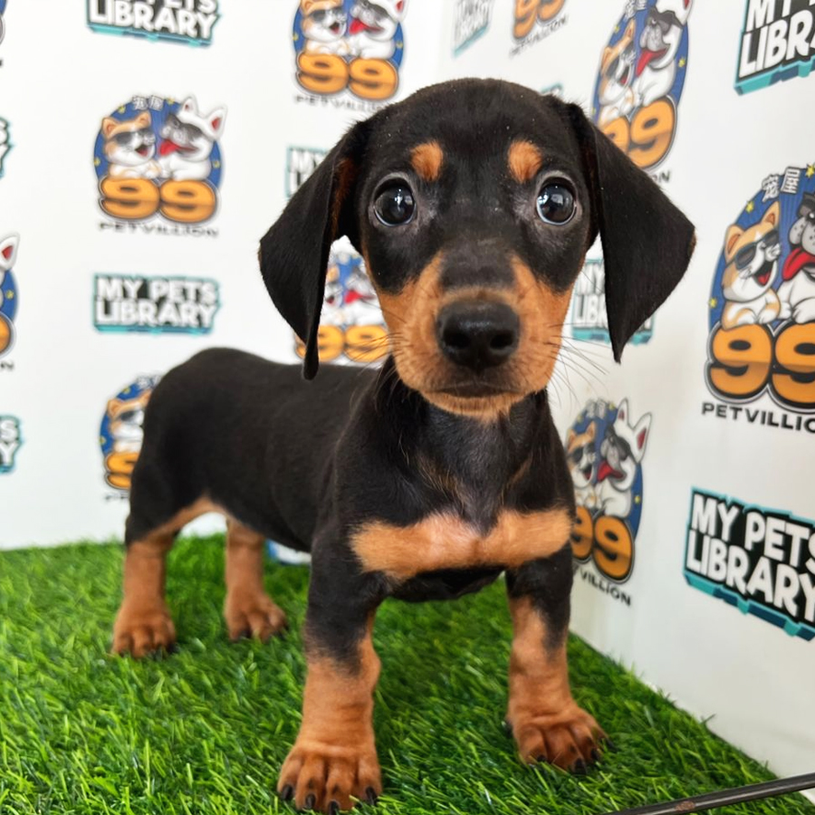 Miniature Dachshund Puppy (Female) For Sale