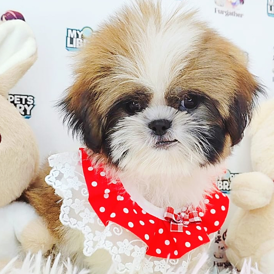 Shih Tzu Puppy (Male) For Sale