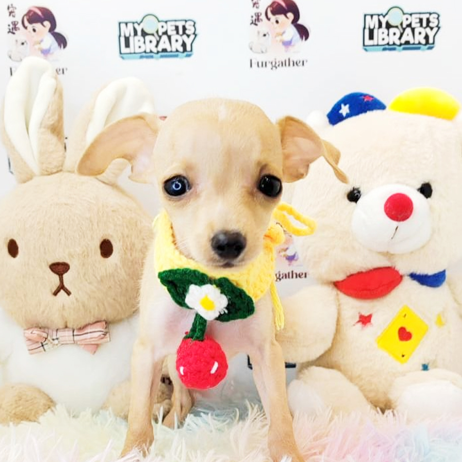 Shortcoat Chihuahua Puppy (Male) For Sale