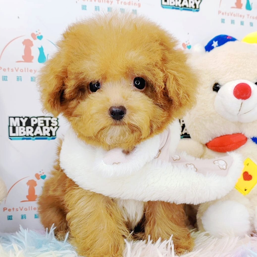 Teacup Poodle Puppy (Male) For Sale
