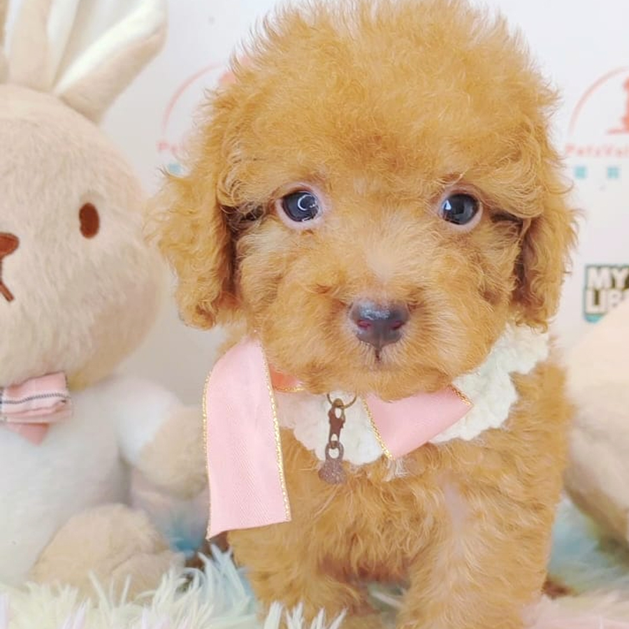 Tiny Poodle Puppy (Male) For Sale