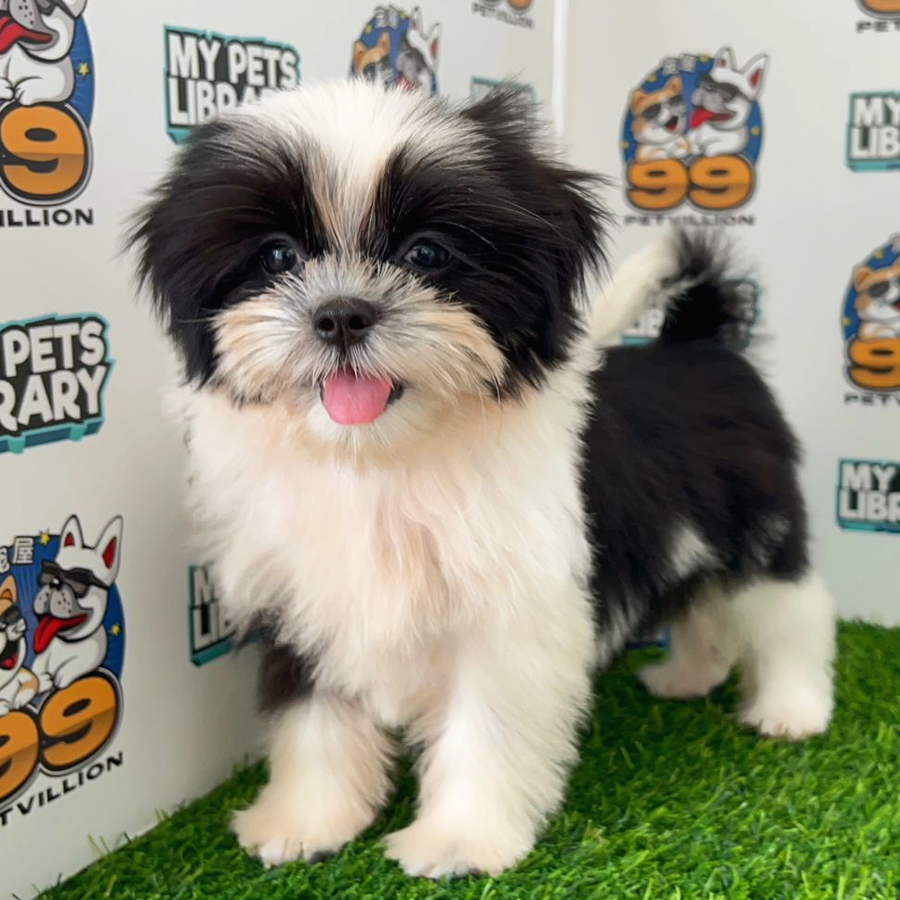 Shih Tzu Puppy (Female) For Sale