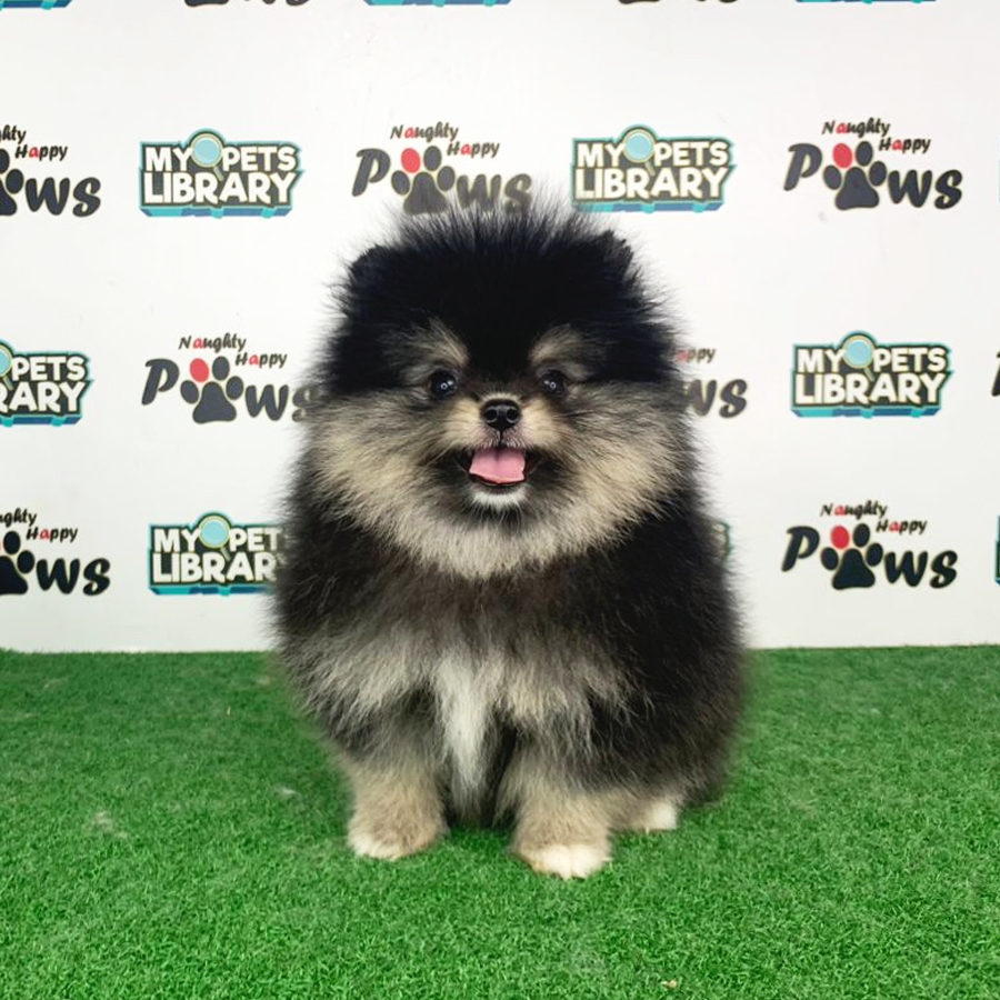 Pomeranian Puppy (Female) For Sale