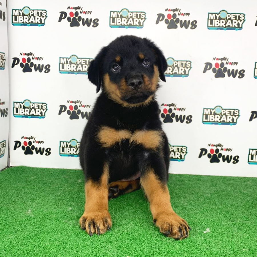 Rottweiler Puppy (Male) For Sale