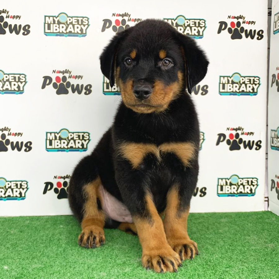 Rottweiler Puppy (Male) For Sale