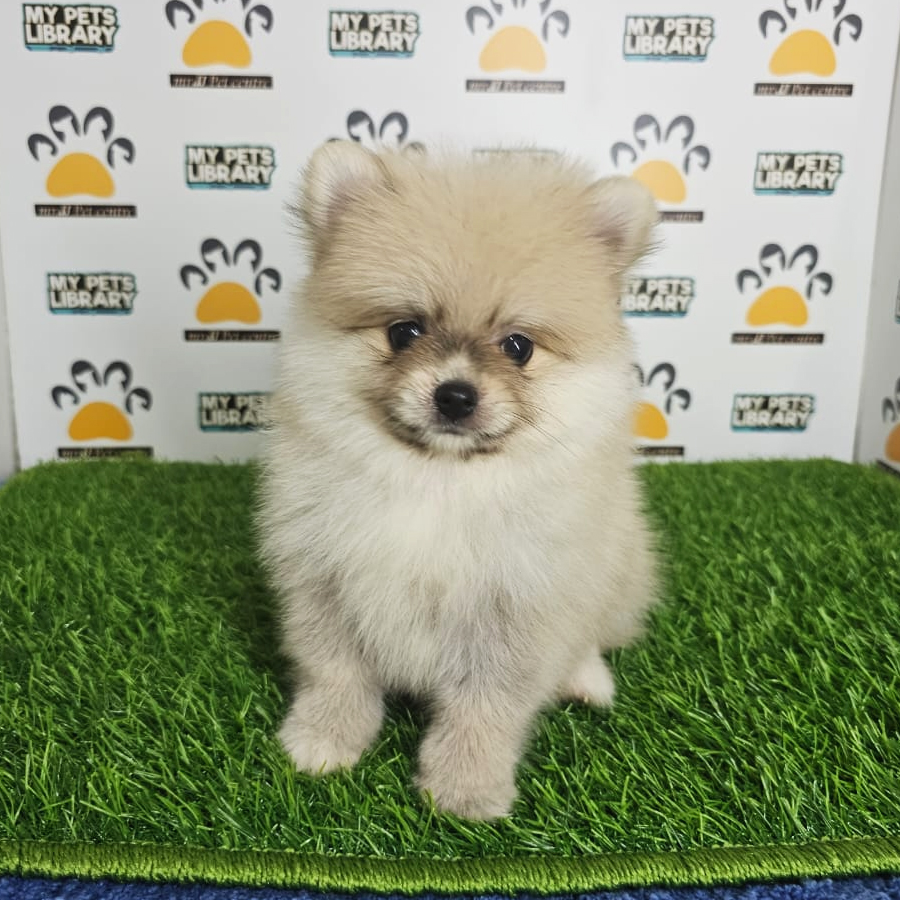 Tiny Pomeranian Puppy (Male) For Sale