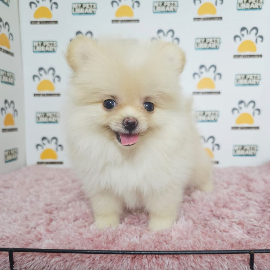 Tiny Pomeranian Puppy (Female) For Sale