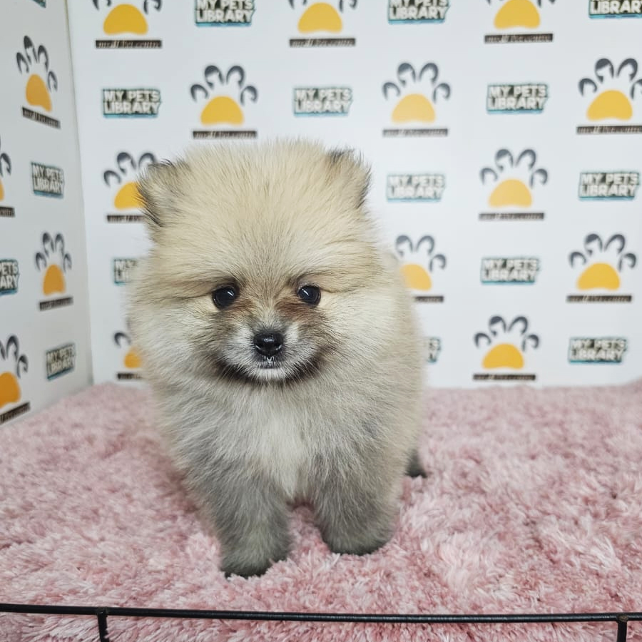 Tiny Pomeranian Puppy (Female) For Sale