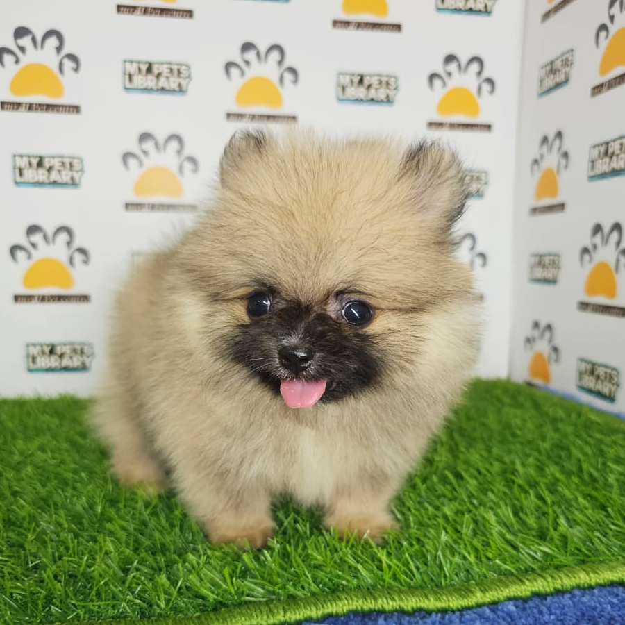 Tiny Pomeranian Puppy (Male) For Sale