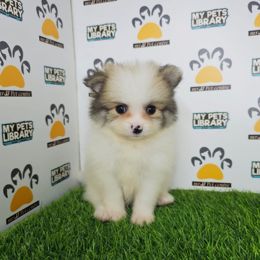 Tiny Pomeranian Puppy (Male) For Sale