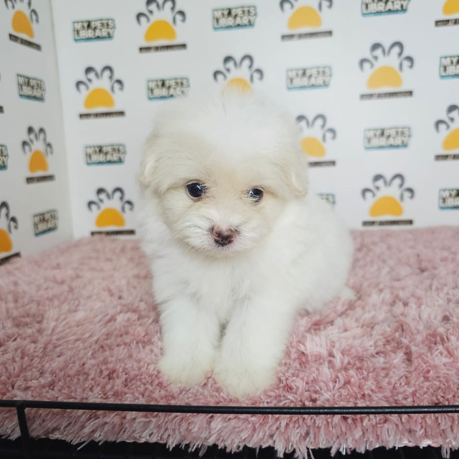 Pomapoo Puppy (Female) For Sale