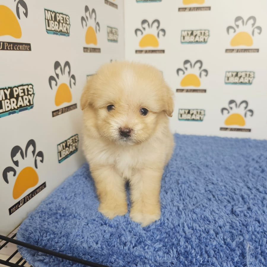 Pomapoo Puppy (Male) For Sale