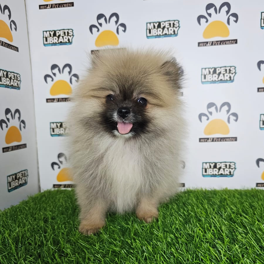 Pomeranian Puppy (Male) For Sale