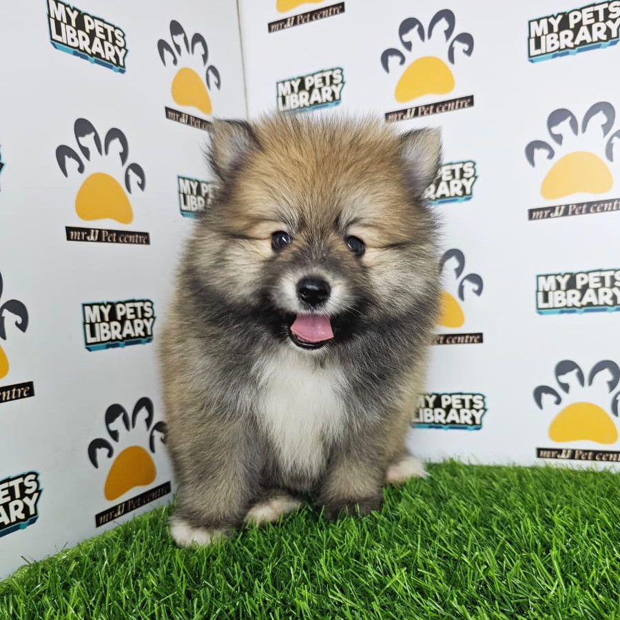 Pomeranian Puppy (Male) For Sale