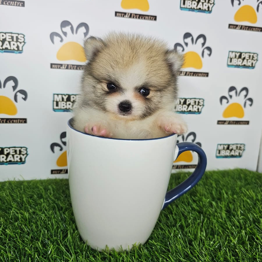 Teacup Pomeranian Puppy (Male) For Sale