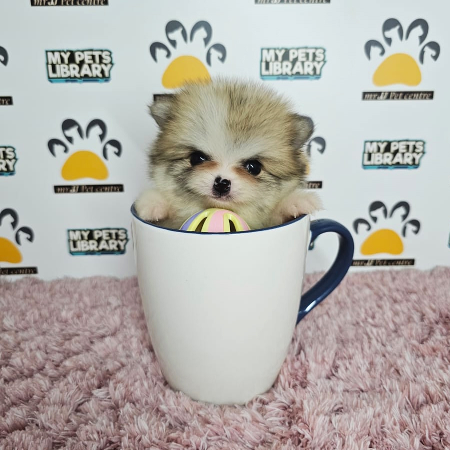 Teacup Pomeranian Puppy (Female) For Sale