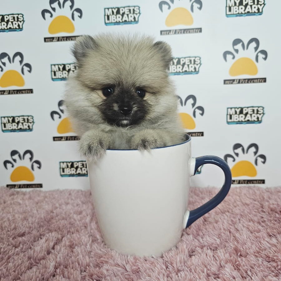 Teacup Pomeranian Puppy (Female) For Sale