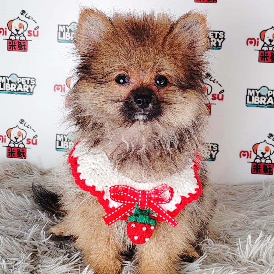 Pomeranian Puppy (Male) For Sale