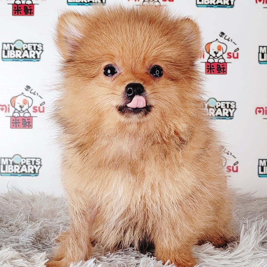 Pomeranian Puppy (Male) For Sale