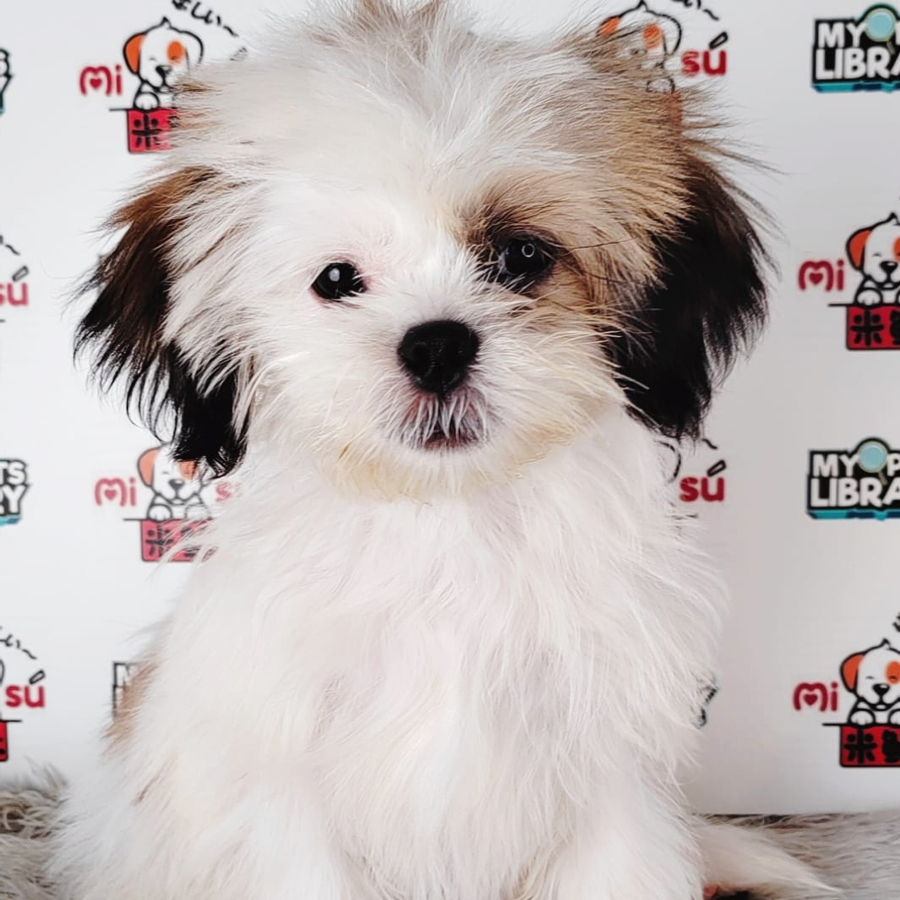 Shih Tzu Puppy (Female) For Sale