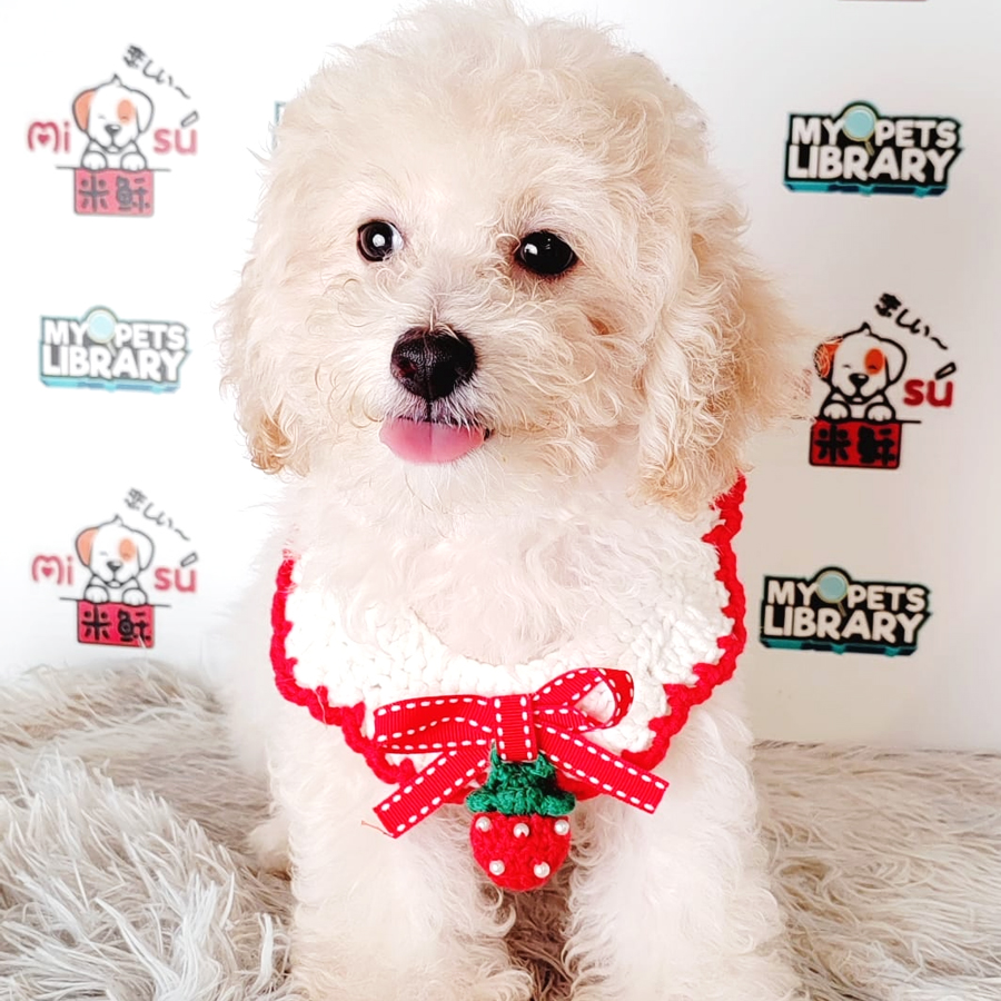 Tiny Poodle Puppy (Male) For Sale