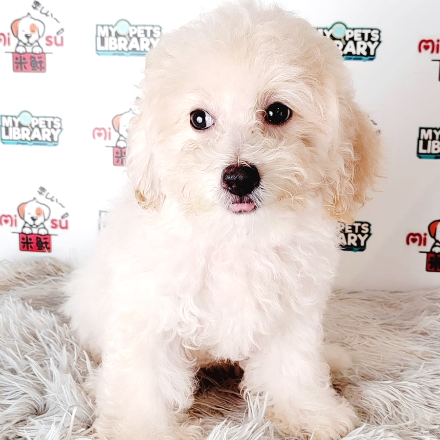 Tiny Poodle Puppy (Male) For Sale
