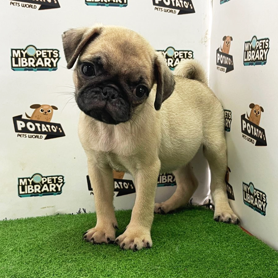 Pug Puppy (Female) For Sale