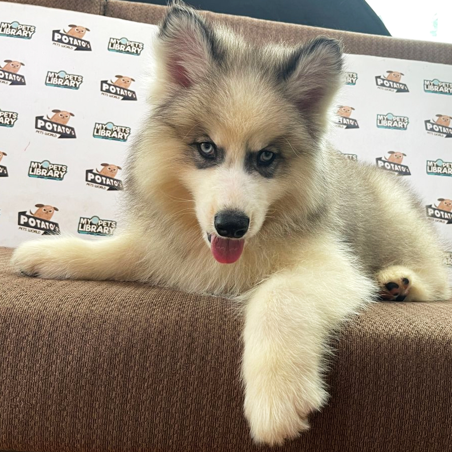 Wooly Husky Puppy (Male) For Sale