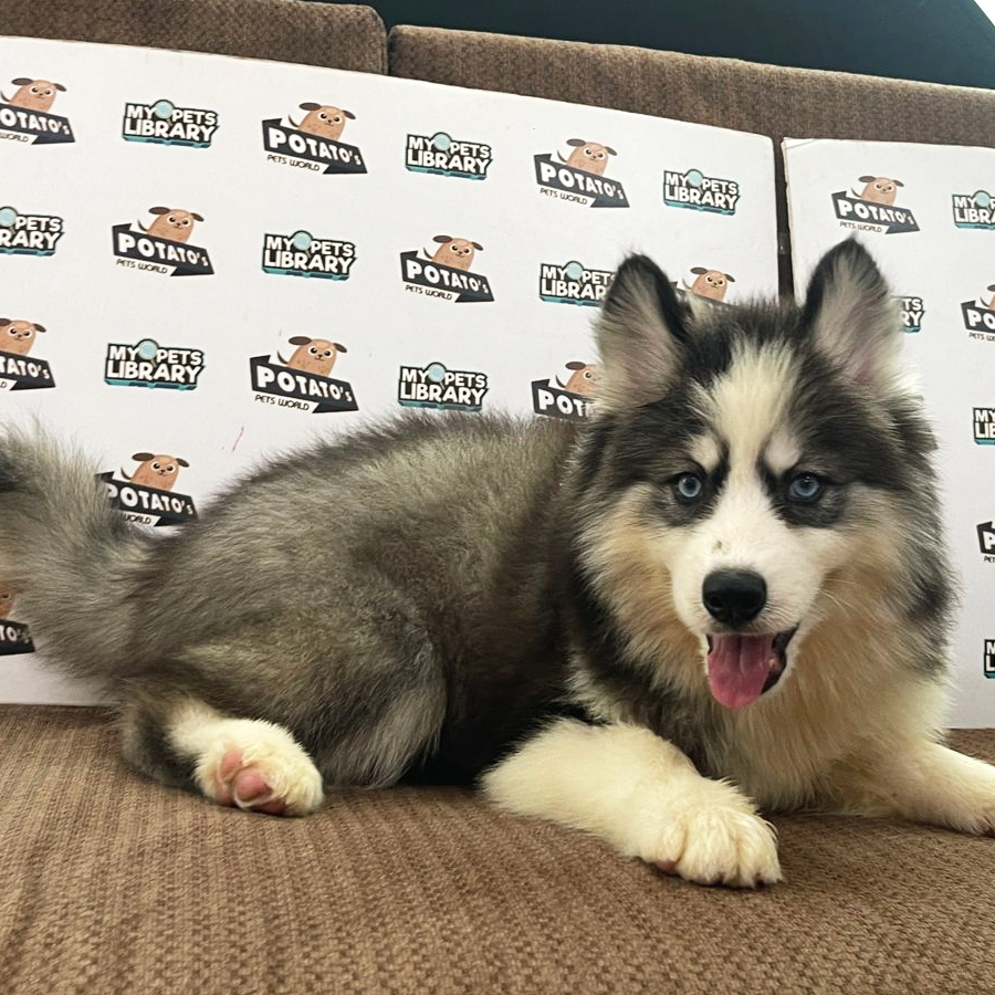 Wooly Husky Puppy (Female) For Sale