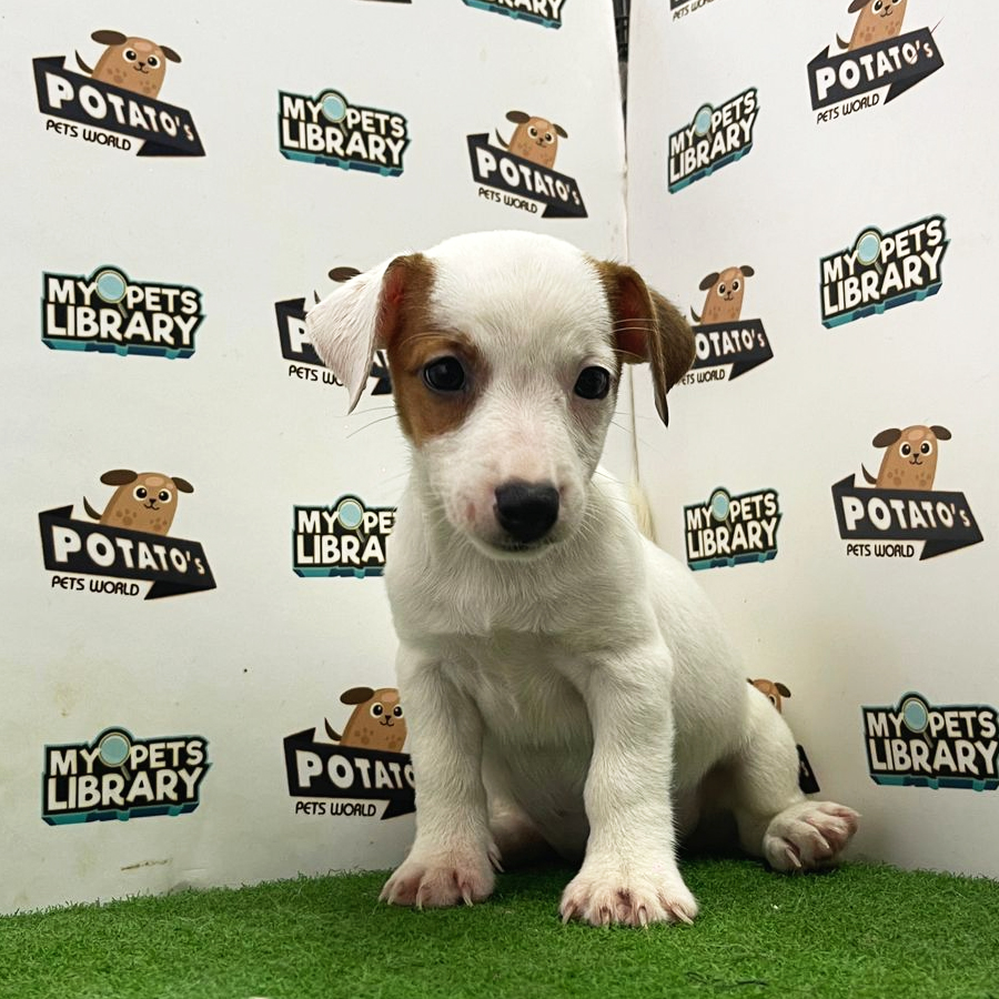 Jack Russell Puppy (Female) For Sale