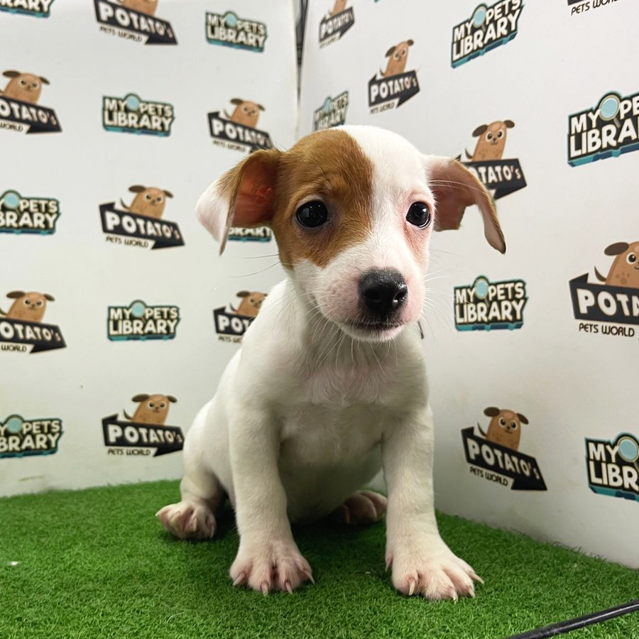 Jack Russell Puppy (Female) For Sale