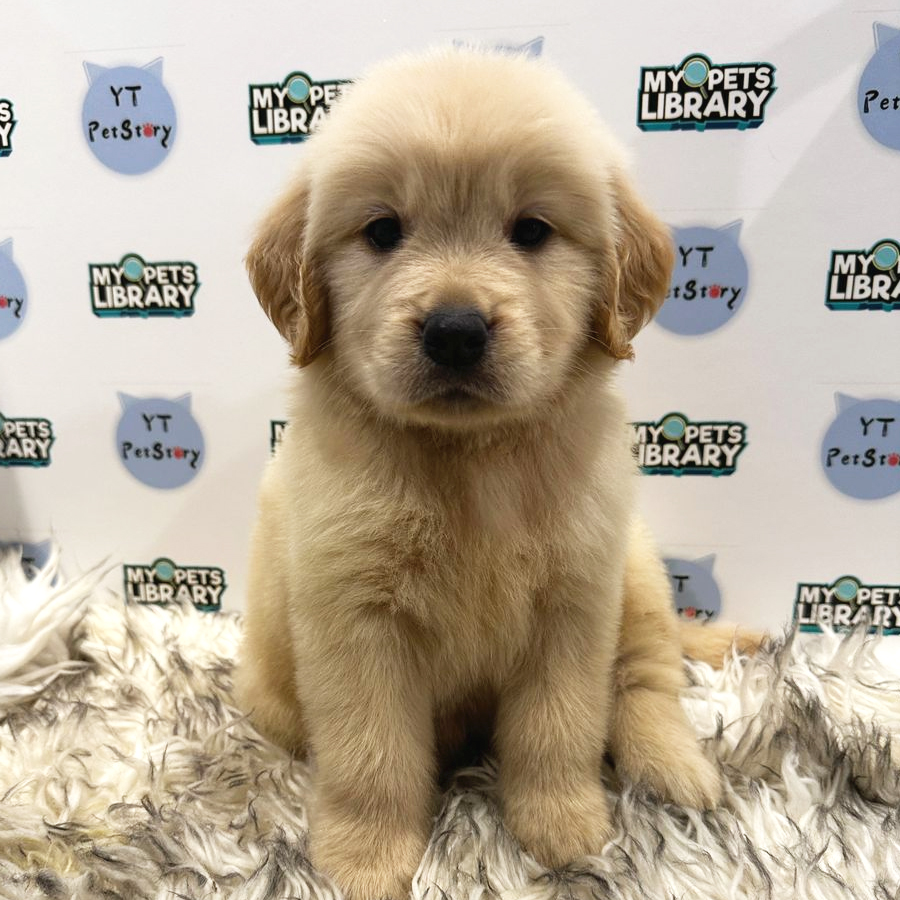 Golden Retriever Puppy (Female) For Sale