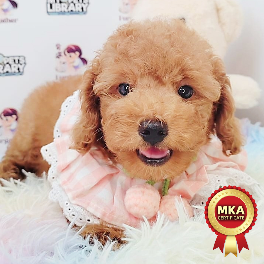 MKA Toy Poodle Puppy (Female) For Sale