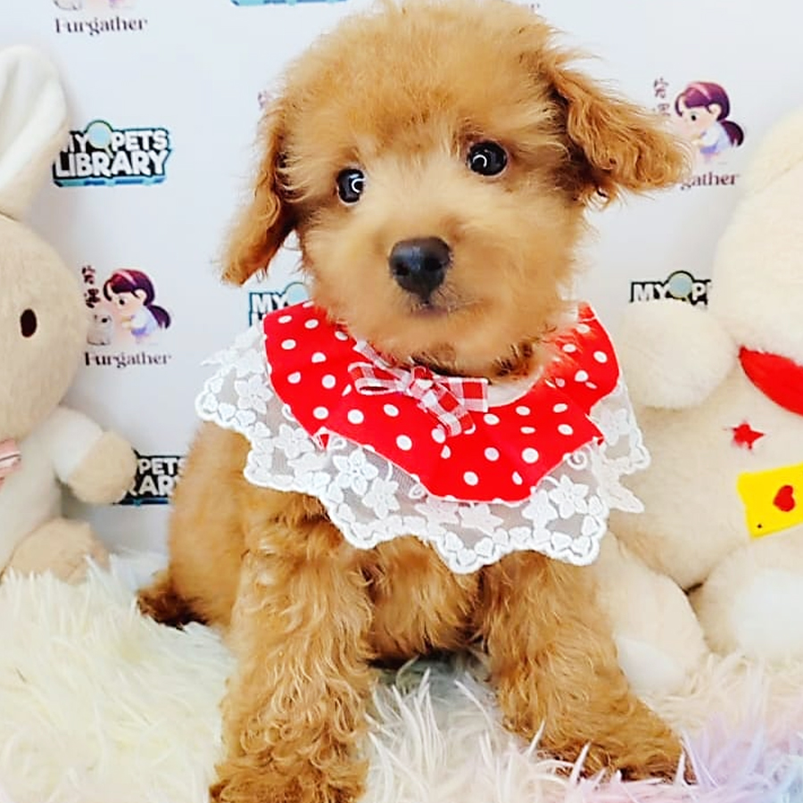 Toy Poodle Puppy (Male) For Sale