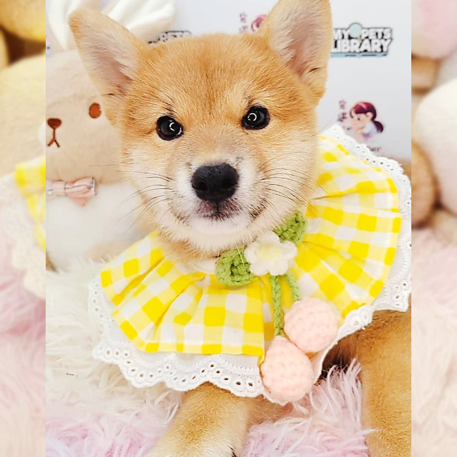 Shiba Inu Puppy (Female) For Sale