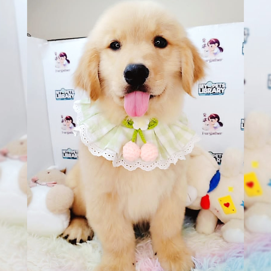Golden Retriever Puppy (Male) For Sale
