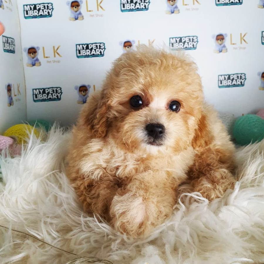 Maltipoo Puppy (Female) For Sale