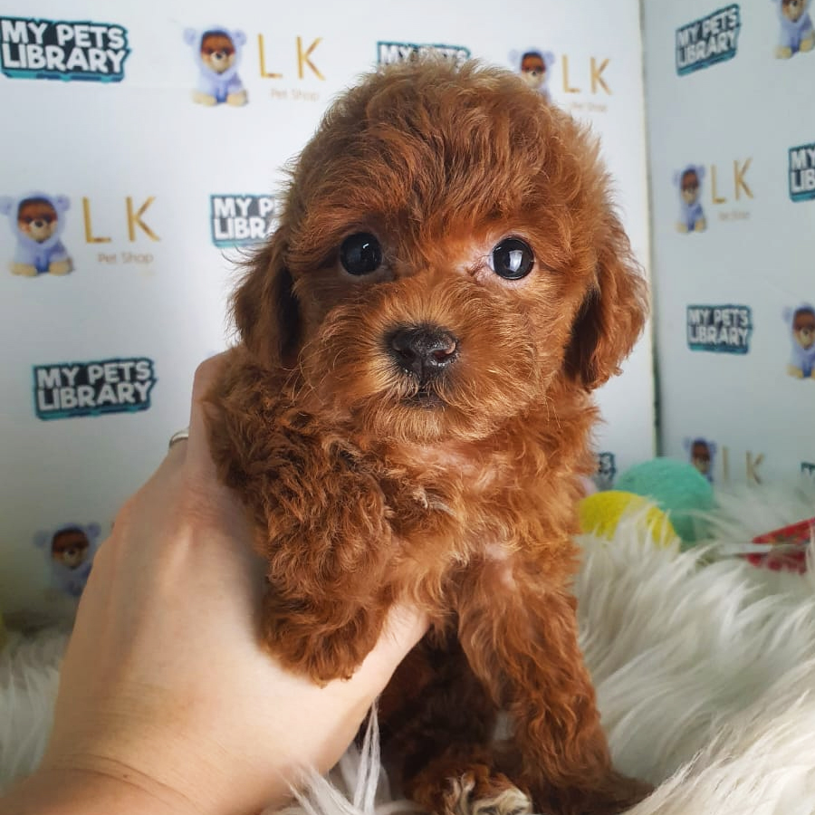 Maltipoo Puppy (Female) For Sale