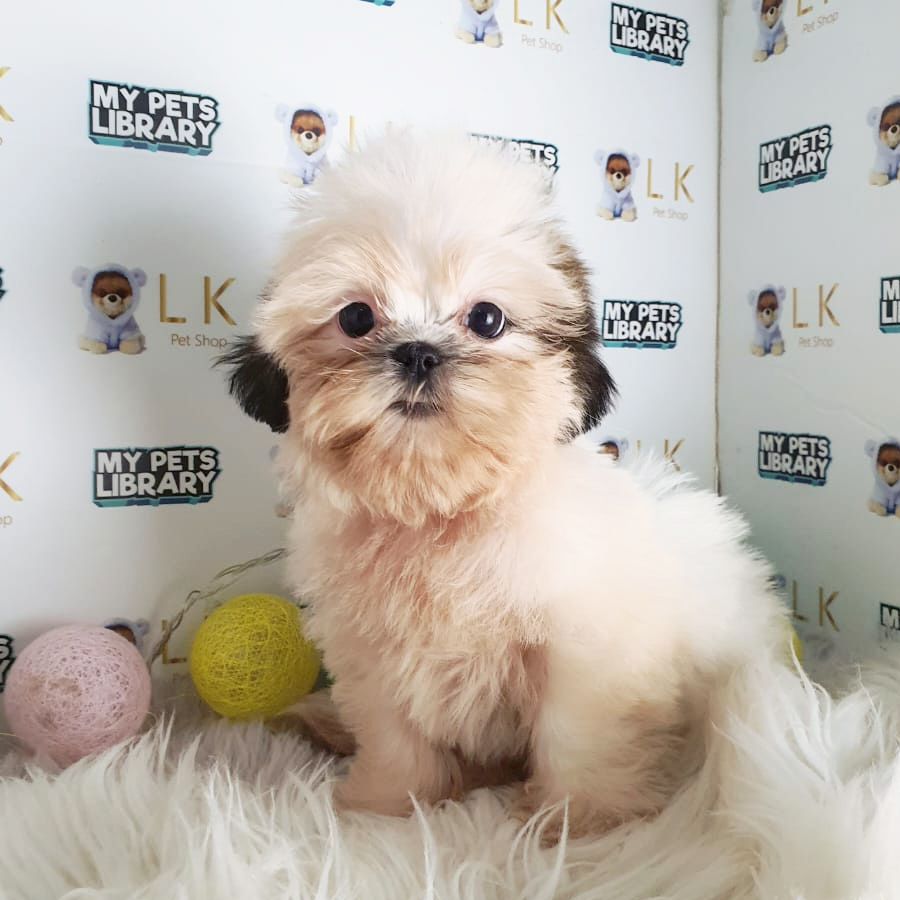 Shih Tzu Puppy (Female) For Sale
