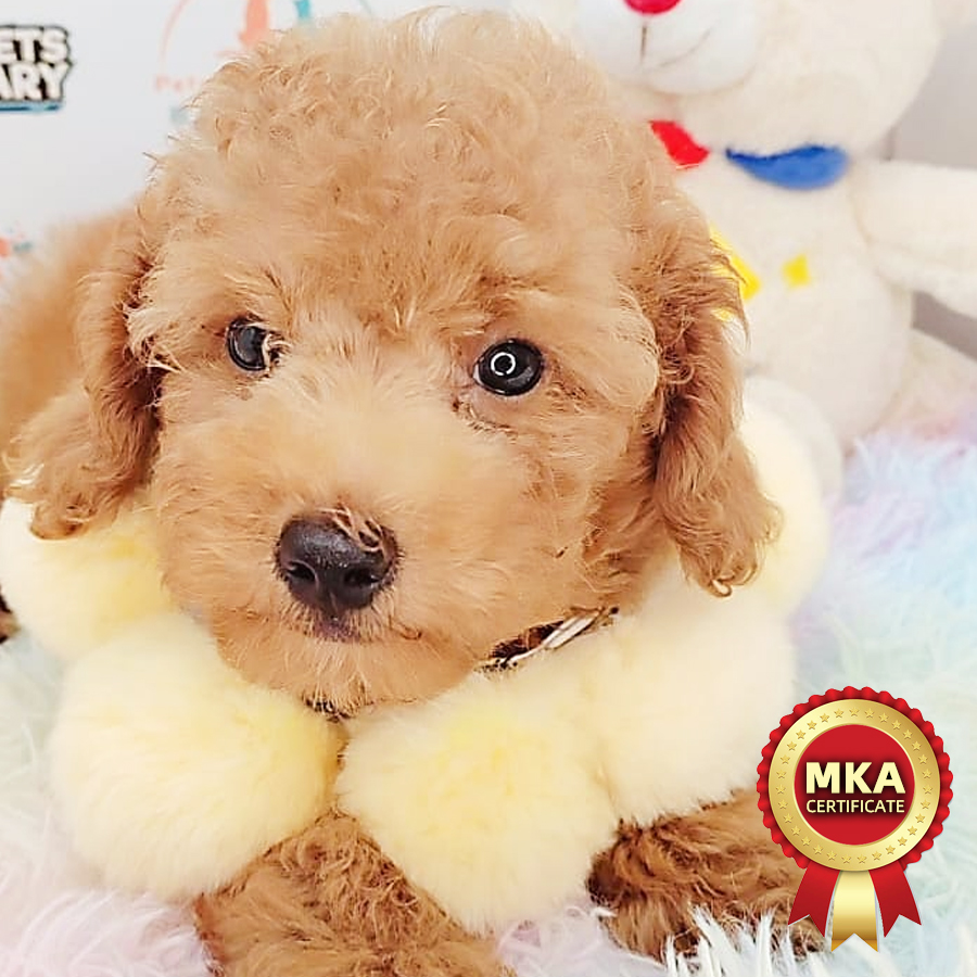 MKA Toy Poodle Puppy (Male) For Sale