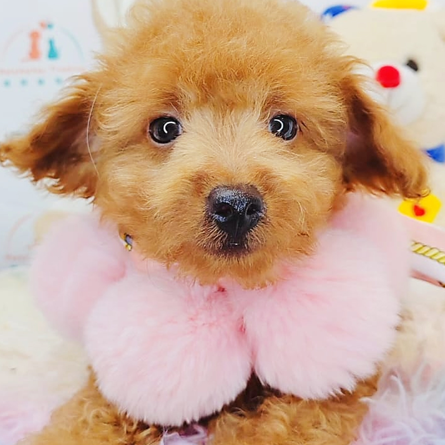 Toy Poodle Puppy (Male) For Sale