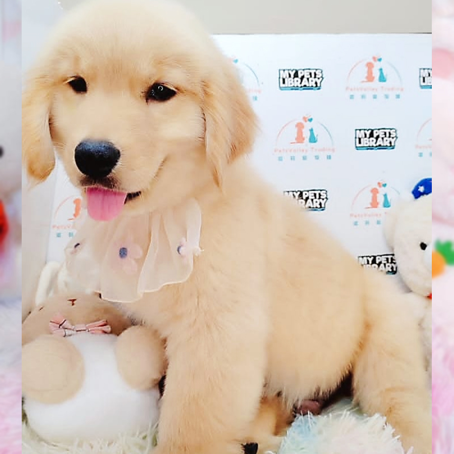 Golden Retriever Puppy (Male) For Sale