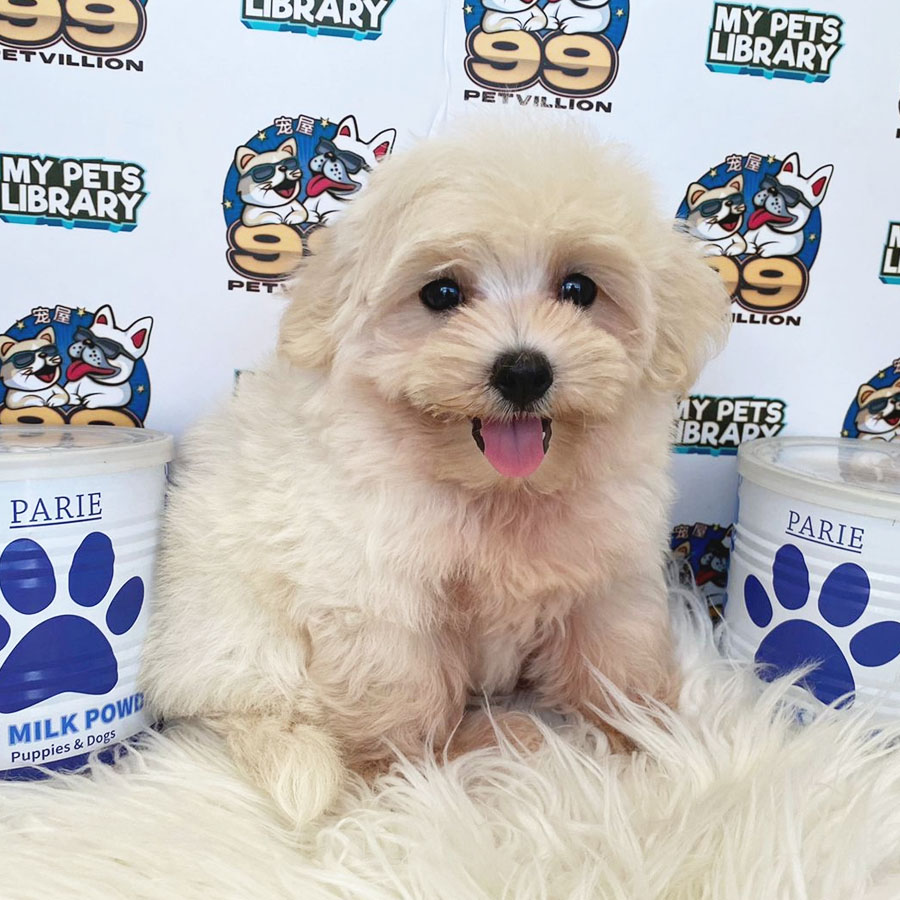 Maltipoo Puppy (Male) For Sale