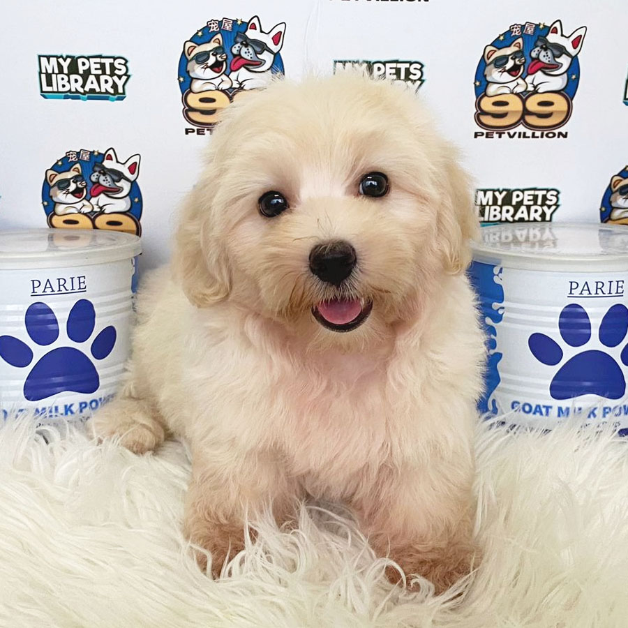 Maltipoo Puppy (Male) For Sale