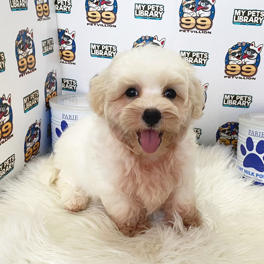 Maltipoo Puppy (Male) For Sale